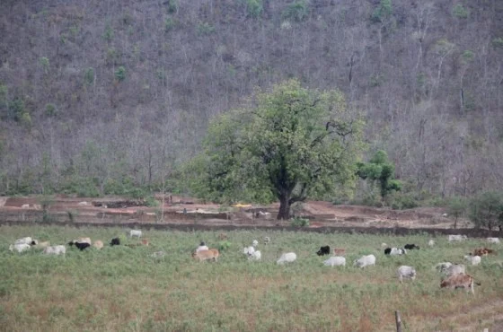 cow_graze2