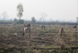 Cows fertilizing the field