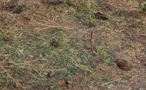 Natural cow dunging
