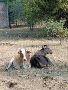 Lots of Cows & other Animals