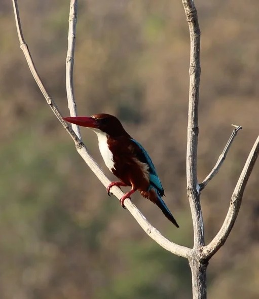 Trees, Birds & Insects
